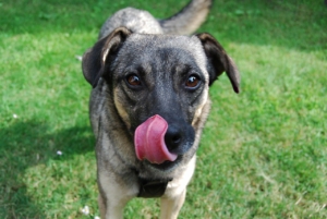dog 2166192 1280
